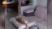 迷惑行为！狗子伸完懒腰“床”不见了：我是谁，我在哪儿？