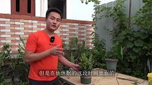 夏季蟹爪兰不能让它完全休眠，别怪没提醒