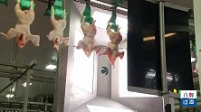 荷兰现代化鸡肉加工流水线，千只整鸡几分钟切成鸡腿中翅！