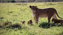 母狮决定把小狮子带回狮群