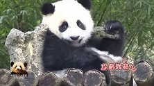 熊猫宝宝圆仔拿着一块树皮啃来啃去，任性又傲娇的模样超级可爱