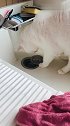 猫：主人你这水不干净，我给你放掉！
