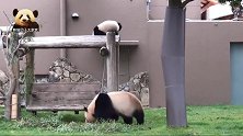 上班时间，软绵绵的熊猫宝宝和熊猫妈妈全心全意给大家卖萌