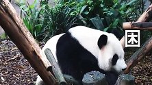 熊猫：丧失活力，哈欠满天飞，困死本熊啦！
