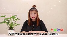 狗尾巴草放锅里煮一煮，作用真棒，现在知道还不晚，快告诉家里人
