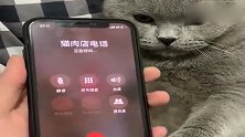 猫咪不乖，主人给猫肉馆打电话，下一秒猫咪反应，主人蒙了