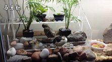 客厅鱼缸养鸟，别出心裁，看看养的是啥鸟？