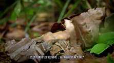 蜘蛛人擦玻璃时，碰上一只猫咪，看完不笑算我输！