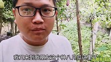 八月瓜采摘进入尾声，好多都因下雨没卖烂地里，实在是太可惜了！