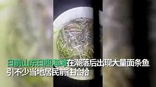 山东日照海边退潮现大量面条鱼，居民海滩捡鱼一天能拾上百斤