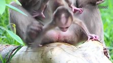 小猴子出生时受尽了虐待和委屈，猴妈妈对它一点不友善！