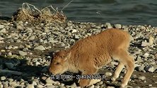 一头饿狼发现落单的小牛，本以为胜券在握，下一秒牛妈妈赶来了