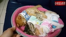 3只猫咪成一排在窝里睡觉，主人转了几圈它们也没醒，好乖！