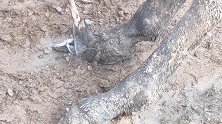 驴蹄“翘头履”切大块，粉末状、臭味全出来，修完后走路大不一样
