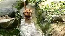 中华田园犬：夏天不玩水那还叫夏天吗