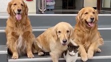 山西太原：金毛叼着猫咪来拍照，喵星人被迫营业一脸懵圈