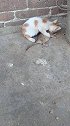 猫：抓了一只大老鼠，拿回家和妈妈一起吃！