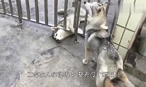 二哈闲来无事与主人掰手腕,下一秒,请憋住别笑!