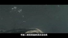 《萌眼60秒》04期：迪迪带你领略“浸猪笼”