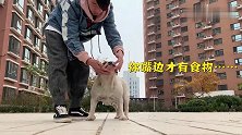 铲屎官给小狗按摩，遭到狗子的嫌弃，这狗心里真是这么想的吗