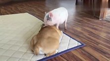 宠物猪对战斗牛犬狗狗,同等级的对抗,看着好逗啊