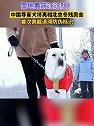 助力冬残奥会, 导盲犬首次佩戴拥有自主知识产权追溯防伪标牌