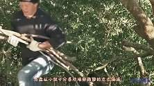 男子建造两层的鸟巢宾馆，住一晚要七百块，却还有无数人排队住