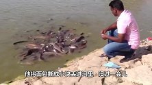 印度的鲶鱼养殖场，只有鱼在动，看不到水，镜头拍下壮观画面