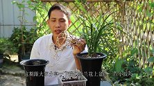 给兰花上盆，谨记这些步骤与技巧，能让兰花快速服盆，快速长新芽