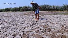 干裂的泥塘，男子挖开泥土，全是鱼