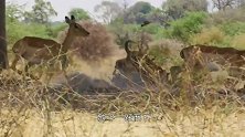 豹子捕食小犀牛，带上树准备享用，结果意外发生了
