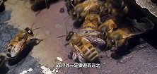 数万蜜蜂聚集在男子身上，堪比人型蜂巢，镜头拍下全过程