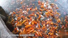 世界上最奇葩的鱼 不吃鱼饲料 像婴儿一样“喝奶”！