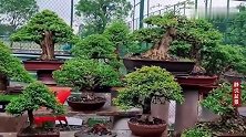 朋友家的庭院干净利落，盆景高低错落摆放整齐，犹如小型盆景展会