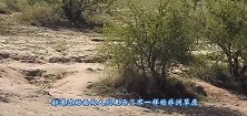 如果动物界都是圆滚滚的胖子会怎样这不是我认识的动物世界