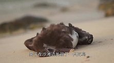 海边发现一只死鸟，剖开肚子发现里面全是垃圾！究竟发生了什么？