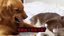 二哈打不过金毛就去欺负它的儿子，不料被金毛发现，瞬间开战
