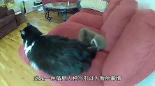 泼猴对猫咪发狠，猫咪：我好想逃，却逃不掉