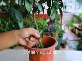 茶花的叶片，好端端的几天全掉光？问题根源在这