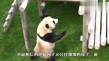 一只乌鸦飞进熊猫园，熊猫看后饭都不吃了，看完别笑