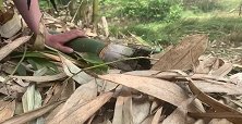 美味东西就地取材，菜现摘，炉子现挖，这样的竹筒菜真香