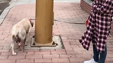 主人遛狗时，牵引绳挂到障碍物上，结果拉布拉多的反应好机智