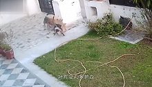 狗狗正在护院，突然3只“恶犬”闯了进来，直接叼着狗就地拖走！