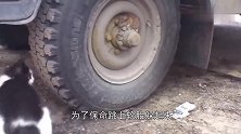 老鼠为保命躲轮胎上和猫玩捉迷藏，猫半天没找到，最后谁是赢家