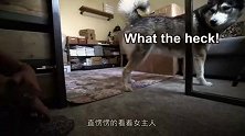 哈士奇和女主人捉迷藏，过程看一次笑一次，镜头记录爆笑全程