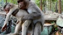 大猴子强行抱走小猴子