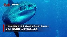 名字不吉利？浙江渔民捞起3米长翻车鱼放生
