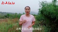 山中有一“花”，被列为上品药材？花香浓郁价值高，特珍贵！