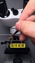 血橙里面红色的是什么？花青素为什么是红色？健康 涨知识