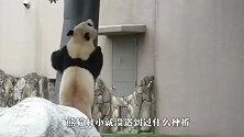 大熊猫爬不上树，委屈巴巴的找爸爸告状，场面萌翻了